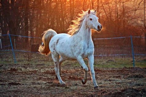 How Fast can a Horse Run? - Seriously Equestrian