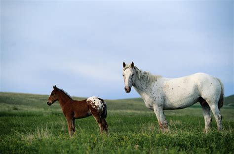 Native American Horse Breeds | A Song for the Horse Nation - October 29, 2011 through January 7 ...