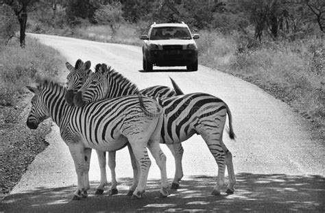 Zebra crossing stock photo. Image of woodland, environment - 7214574