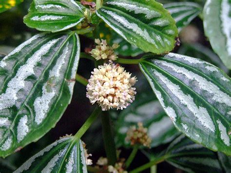 Pilea cadierei (Aluminum plant, Watermelon Pilea, Watermelon Plant) | North Carolina Extension ...