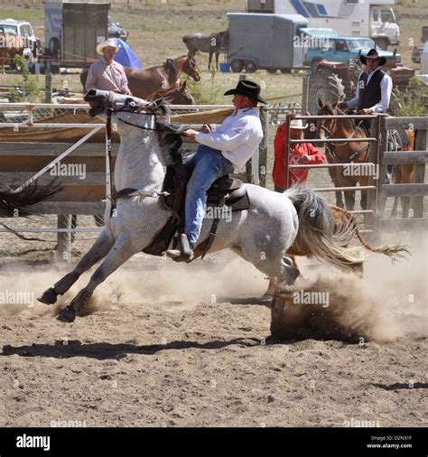 Bucking bronco, wild horse riding during a rodeo competition Stock Photo - Alamy