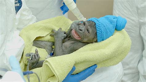 Meet a baby gorilla born via rare C-section