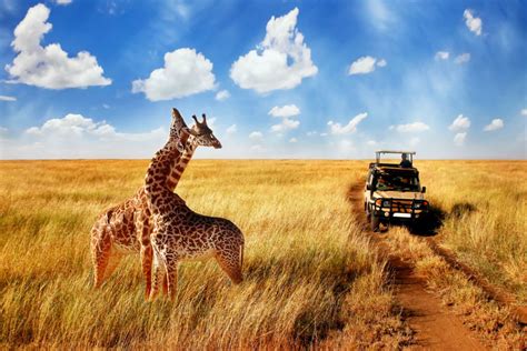 Africa Tour Packages 2022 | Book Your Africa Safari from Africa Incoming