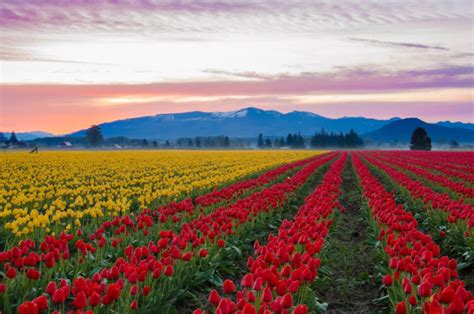 Skagit Valley Tulip Festival 2021: 10 Things to Know Before You Go!