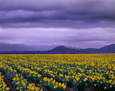 1200x952 4K Daffodil Field 1200x952 Resolution Wallpaper, HD Nature 4K ...