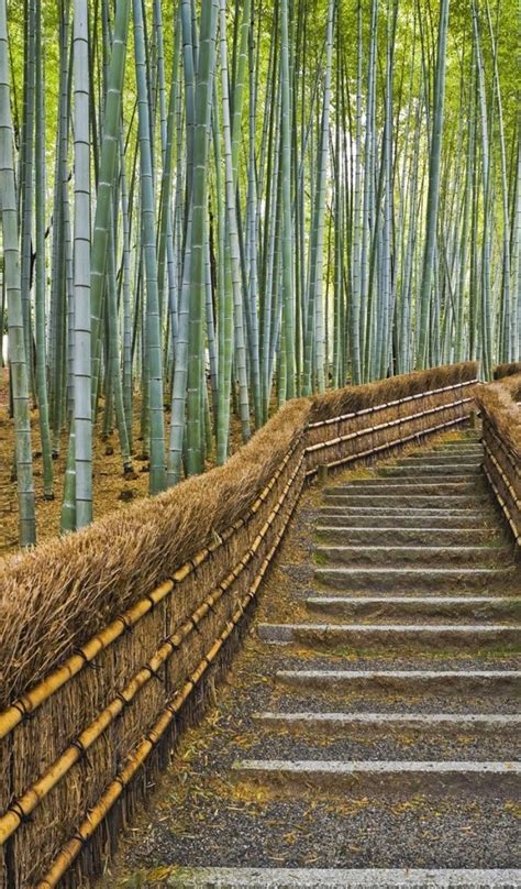 Download Tablet Wallpapers Amazon Kindle Fire Bamboo Forest Wallpapers