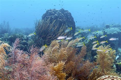 Caribbean coral reef stock image. Image of coast, water - 119864805