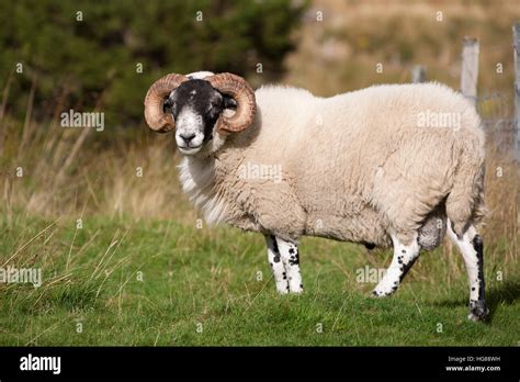 Black-faced Sheep ram, portrait of single adult male standing in field, Findhorn Valley ...