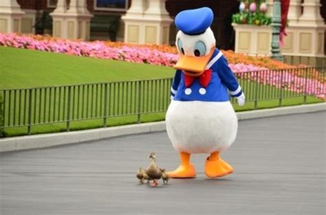 This Donald Duck costumed character meeting some actual ducks | Disney ...