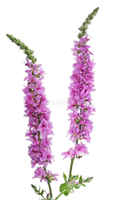 Wild Sage Flowers stock photo. Image of white, green, botanical - 6071718