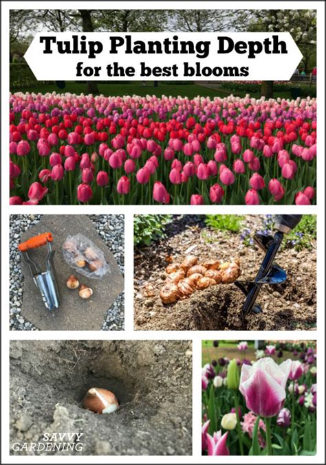 Tulip Planting Depth: How to Plant Your Tulip Bulbs For Optimal Blooms