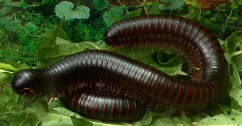 Giant African Millipede: The Pros and Cons of this Exotic Pet - A-Z Animals