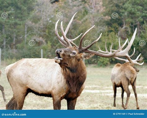 Elk Wapiti Bull Antlers Royalty Free Stock Images - Image: 2791169