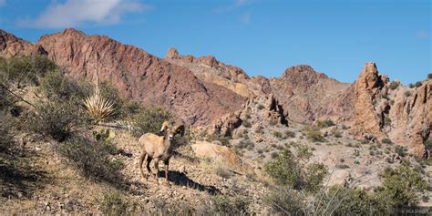 Bighorn Sheep in the Kofa Mountains | Kofa Mountains, Arizona | Mountain Photography by Jack Brauer