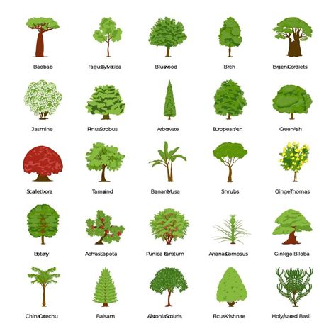 Types Of Trees With Pictures