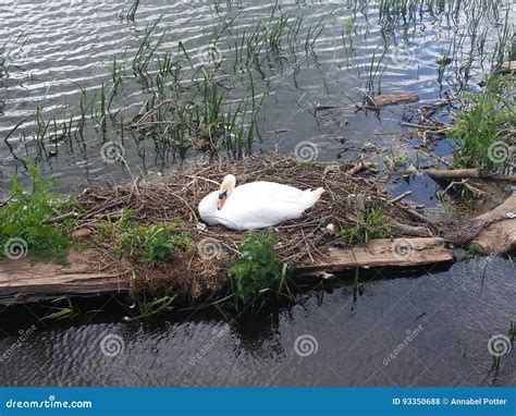 Swan Nesting On A Dirty Pile Of Garbage With Her Eggs Royalty-Free ...