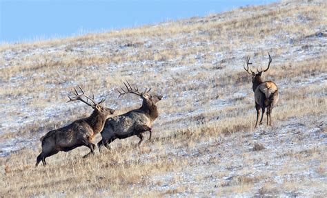 Wildlife Photography- Discover Mongolia's Wild Side