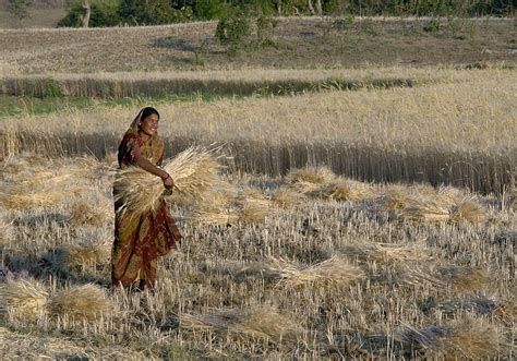 Carbon-Based: Indian farming getting resistant to climate change