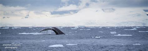 Incredible Wildlife Encounter At Cierva Cove, Antarctica | Antarctica, The incredibles, Cove