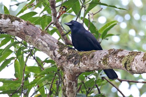 New Caledonia Birding Tours - Fiji - Vanuatu - Samoa - Birdquest