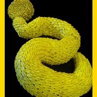 SNAKE ATHERIS SQUAMIGERA - Decorated Cake by Ana Remígio - CakesDecor