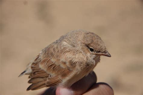 Birding the Sahara: go after the rains - MaghrebOrnitho