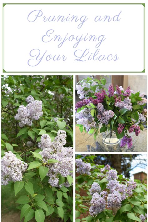 Pruning and Enjoying Lilacs | Lilac, Lilac pruning, Lilac plant