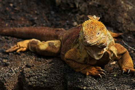 10 Galapagos Land Iguana Facts - Facts.net