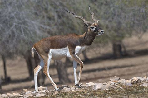 Mehrano Wildlife Sindh Pakistan - Prestine Travels And Tours