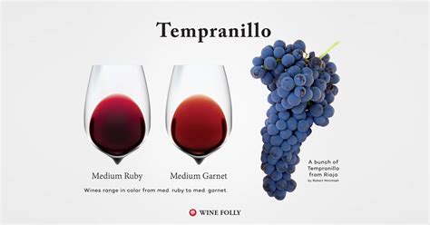 Learn More About Tempranillo Wine | WineFolly