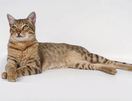 4 Cat Breeds That May Be Hypoallergenic