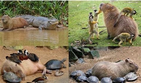 Capybara is friends with everyone : r/unlikelyfriends