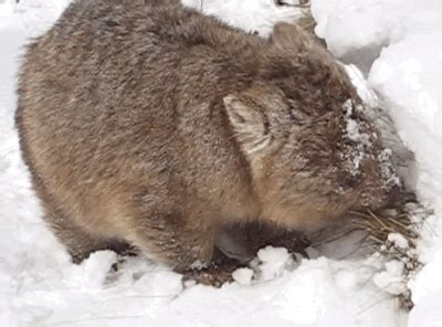 14 Australian Animals Freaking Out In The Snow (BuzzFeed - Latest ...