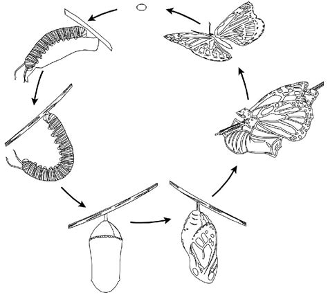 Biology Monarch Butterfly Life Cycle coloring page - Download, Print or Color Online for Free