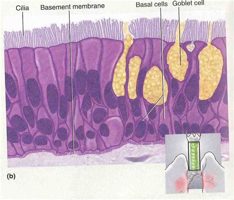 Simple Columnar Epithelium Location Diagram