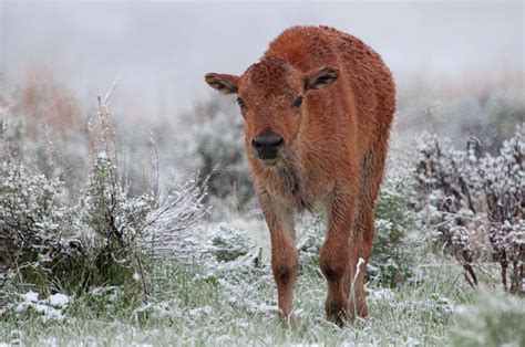 Bison Calf - Yellowstone by Dbushue Photography