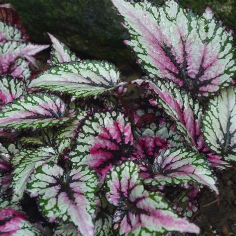 Begonia Rex - Gle Begonia Rex Kokedama Gardens By The Bay Eshop / The ...