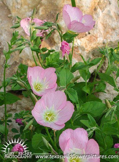 Texas Wildflower Identification Index | Wildflower drawing, Wild flowers, Flower painting