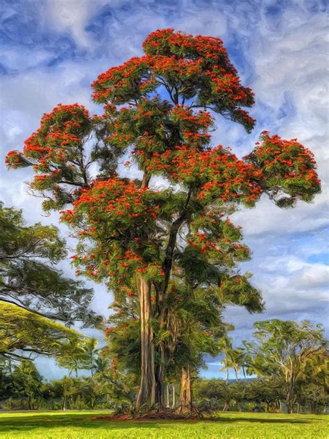 African Tulip at Liliuokalani Park by Dominic Piperata in 2020 ...