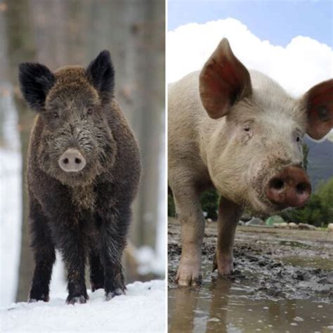 Wild Boar vs Pig: What Are The Differences? – BestSurvivalSkills.com