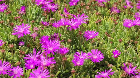 Ice plant flowers opening and closing during a day - YouTube