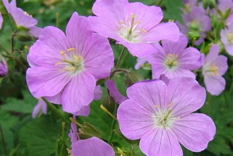 Geranium | Stonehouse Nursery