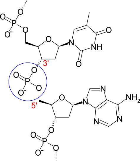 File:PhosphodiesterBond of DNA.PNG - Wikimedia Commons