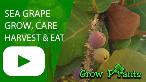 Sea grape plant - grow, care & harvest (Coccoloba uvifera) - YouTube