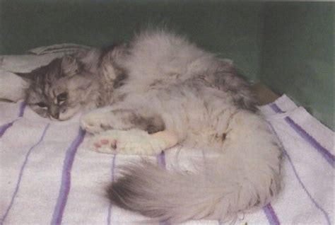 Toxoplasmosis in Cats: Diagnoses & Treatment - PetVet