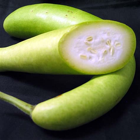 Cultivation of Bottle Gourd.