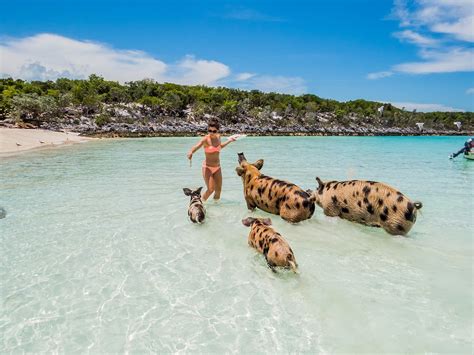 Big Major Cay, Exuma (Pig Beach) | Exuma pigs, Pig beach, Exuma