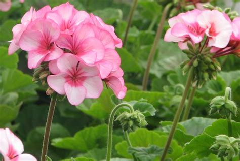 Seed Geraniums