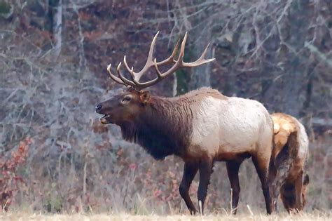 Arkansas Wildlife Photography: 12/1/13 Ponca Rutting Bull Elk