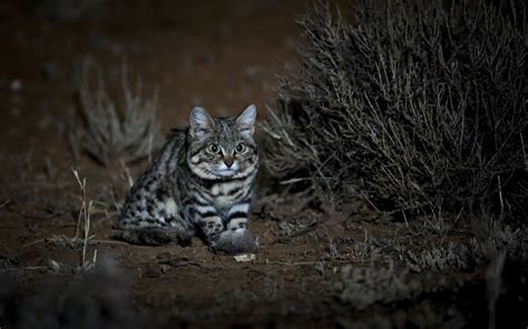 Adorable, Remorseless Killing Machine Is World's Deadliest Cat | Live Science